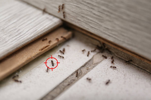 Flea Control Services in Stafford, TX