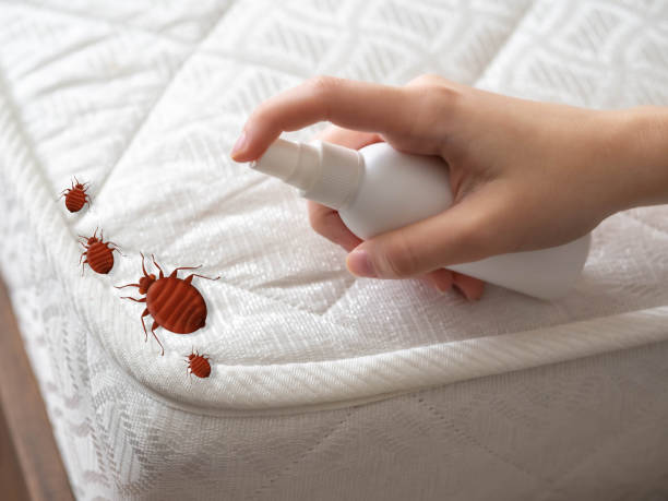 Professional Pest Control in Stafford, TX