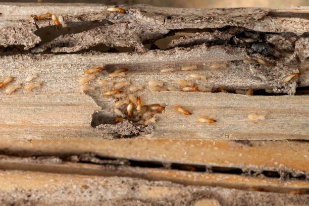 Best Best Pest Control Companies  in Stafford, TX