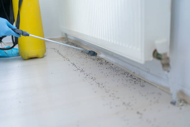 Best Mosquito Control Services  in Stafford, TX