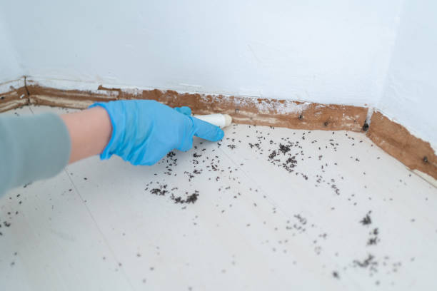 Best Pest Prevention Services  in Stafford, TX