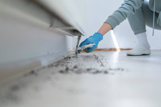 Flea Control Services in Stafford, TX